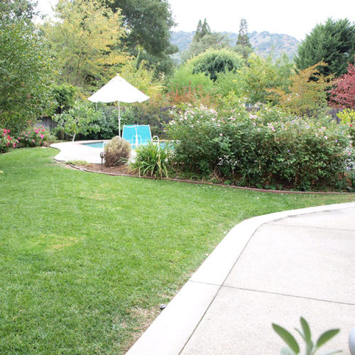 Before Lawn Replacement 10