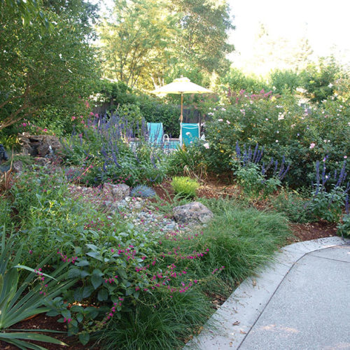 After Lawn Replacement 10