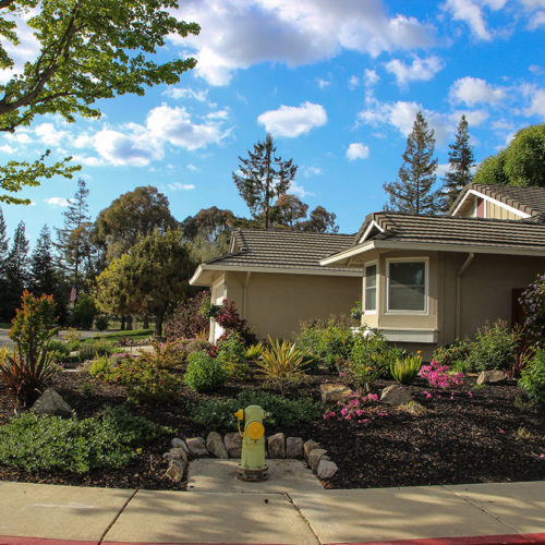 After Lawn Replacement 12