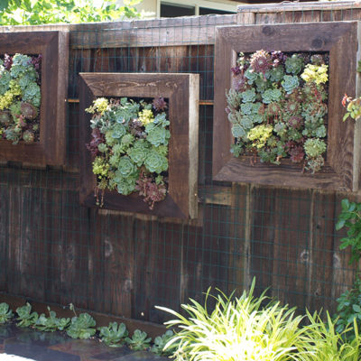 Succulent living wall