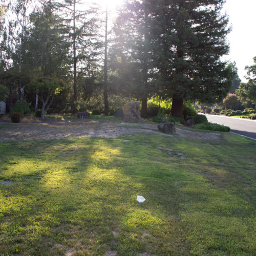 Before Lawn Replacement 15