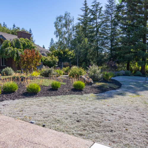 After Lawn Replacement 15