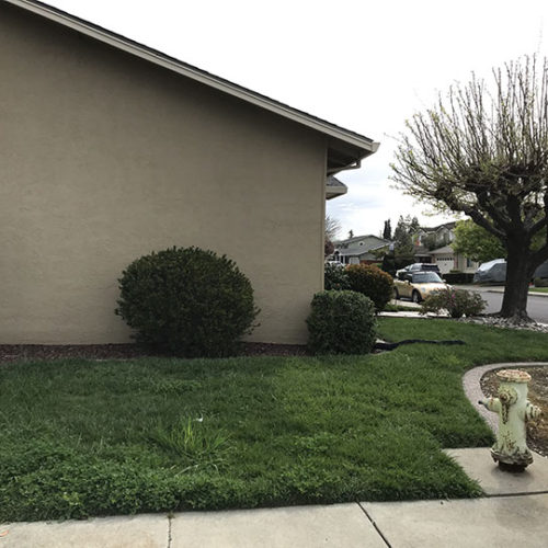 Before Lawn Replacement 16