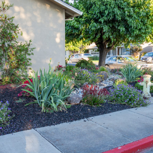 After Lawn Replacement 16