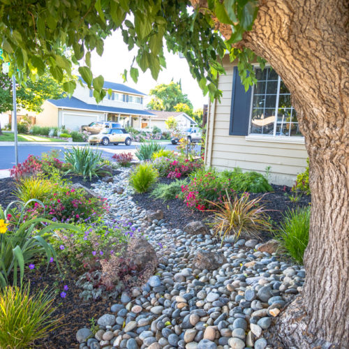 After Lawn Replacement 17