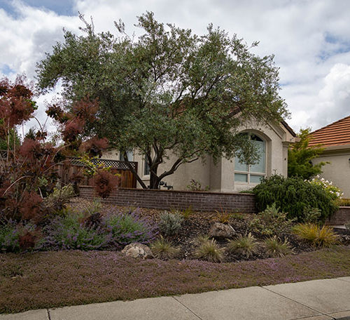 After Lawn Replacement 5