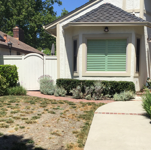 Before Lawn Replacement 23