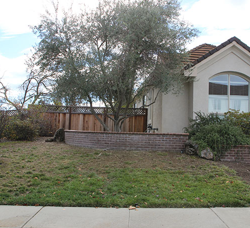 Before Lawn Replacement 5