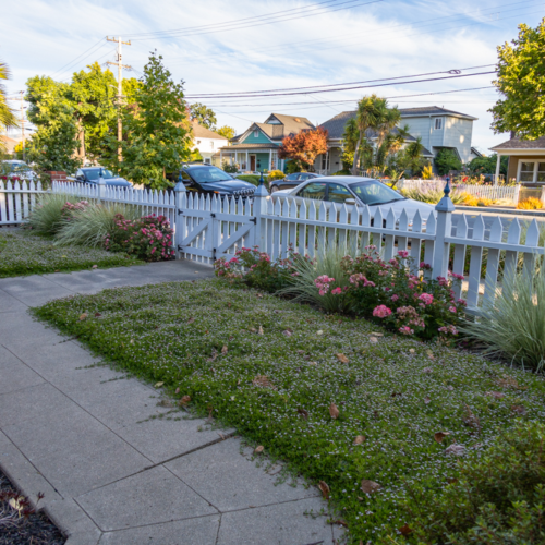 After Lawn Replacement 24