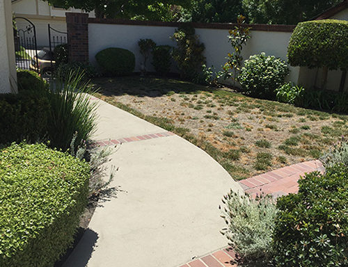 Before Lawn Replacement 22