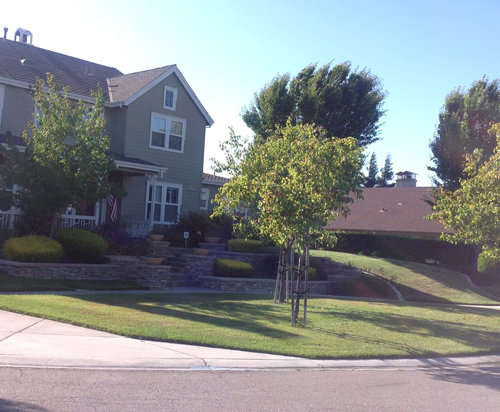 Before Lawn Replacement 4