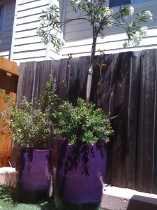 Deep Purple Pots